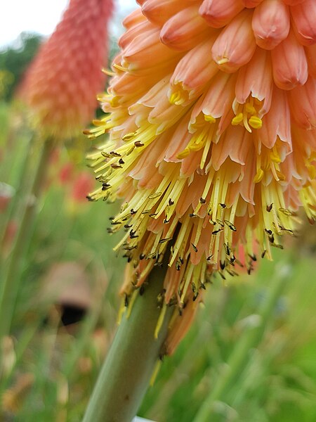 File:Kniphofia hirsuta DublBotGd 20220530 2.jpg