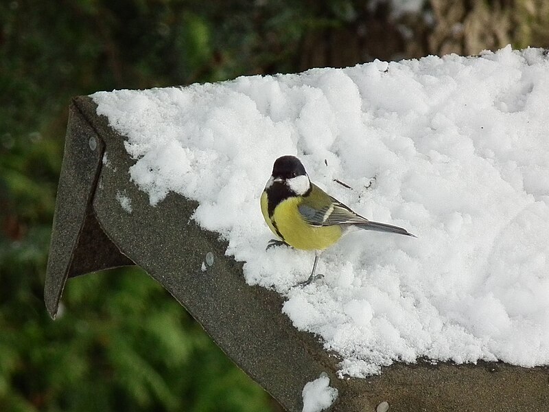 File:Kohlmeise auf schneebedecktem Dach.JPG