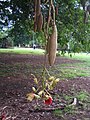 Fruit & flowers: Kigelia africana. UQ, St Lucia, Brisbane