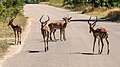 * Nomination Impalas (on the road), Kruger National Park, Mpumalanga, South Africa --XRay 04:16, 14 March 2024 (UTC) * Promotion  Support Good quality.--Agnes Monkelbaan 05:05, 14 March 2024 (UTC)