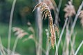 * Nomination Reed grass at the “Alte Fahrt” of the Dortmund-Ems Canal near Lüdinghausen, North Rhine-Westphalia, Germany --XRay 03:41, 22 June 2021 (UTC) * Promotion  Support Good quality -- Johann Jaritz 03:50, 22 June 2021 (UTC)