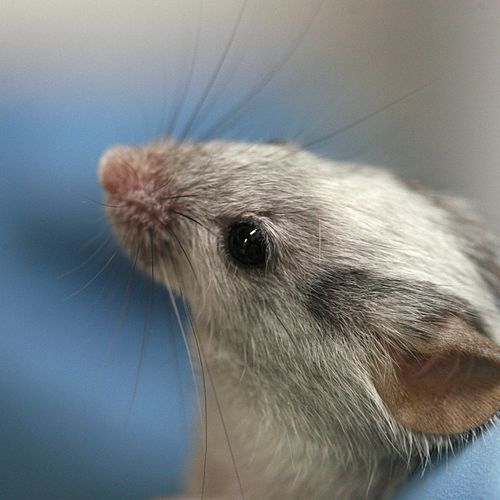 A laboratory mouse with intermediate coat colour