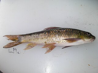 Redeye labeo species of fish