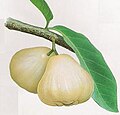 Weiße Javaäpfel