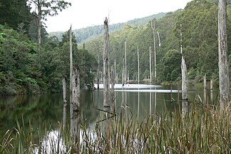 Lake Elizabeth in the Otway Ranges