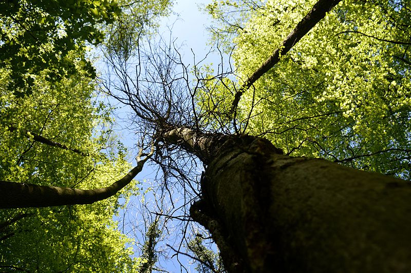 File:Landschaftsschutzgebiet Gütersloh - Isselhorst - Wald an der Lutter - Blick nach oben (9).jpg