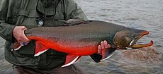 Large male arctic char (cropped).jpg