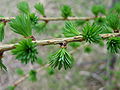 büschelig angeordnete Nadeln der Europäischen Lärche Larix decidua