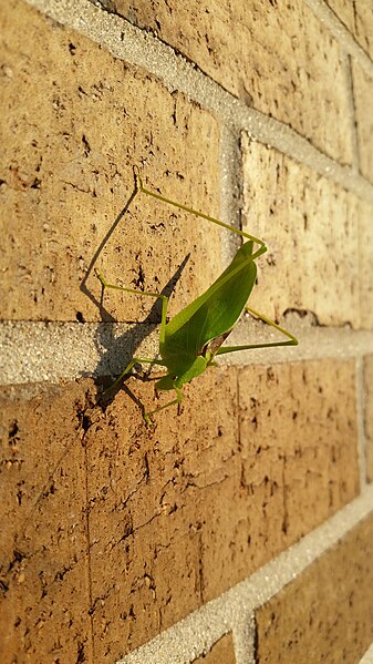 File:Leaf Bug.jpg