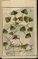 Water Caltrop from the Japanese agricultural encyclopedia Seikei Zusetsu (1804)