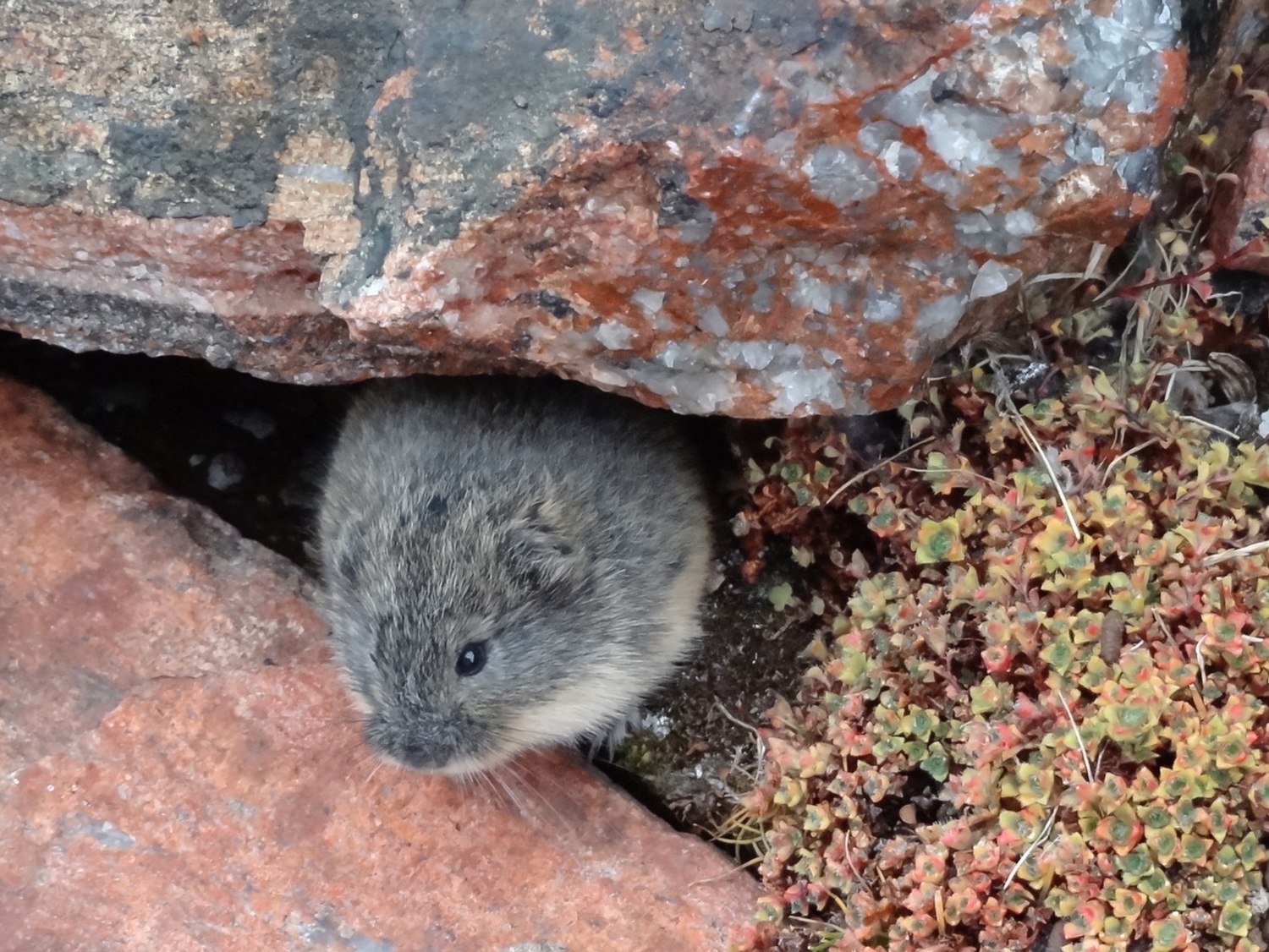 Lemming, Lemmings Wiki