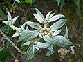 Leontopodium jacotianum