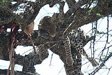 Leopard with kill.jpg