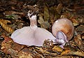 * Nomination Wood blewit (Lepista nuda) -- George Chernilevsky 04:26, 10 October 2022 (UTC) * Promotion  Support Good quality.--Famberhorst 05:35, 10 October 2022 (UTC)