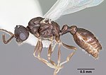 Miniatura para Leptothorax retractus