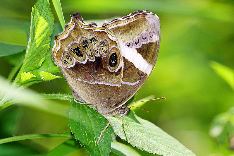 File:Lethe europa pavida female 20141012.jpg