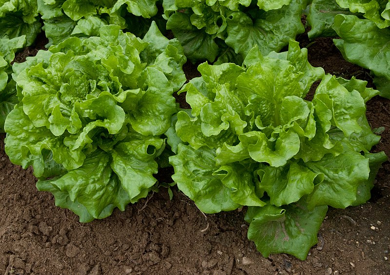 File:Lettuce "Concept" (8070448172).jpg