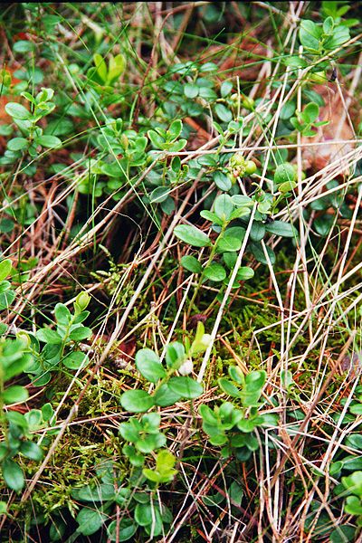 File:Lieberoser Heide Vaccinium vitis idaea.jpg