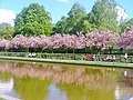 Lilienthal-Park - Fruehling (Springtime in Lilienthal Park) - geo.hlipp.de - 36279.jpg
