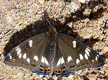 Poplar Admiral with opened wings Limenitis populi-02.jpg