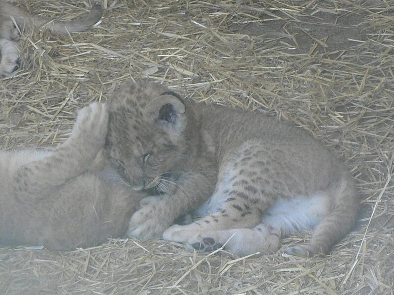 File:Lion cub.jpg