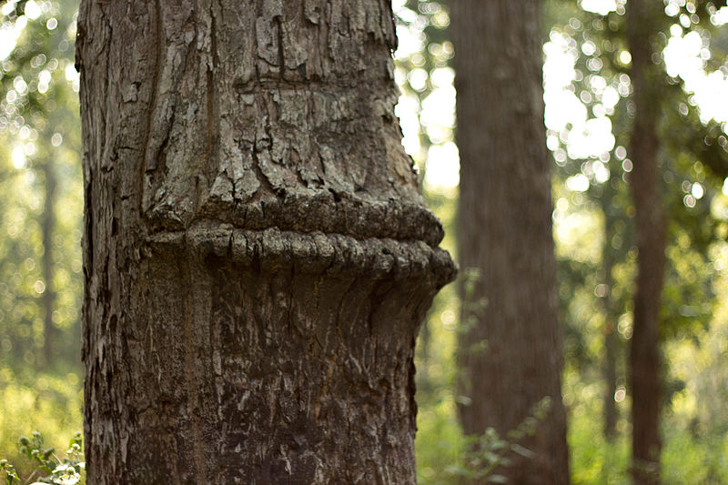 File:Lips of a tree.jpg