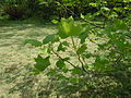 Liriodendron tulipifera (mai 2014)