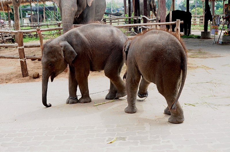 File:Little elephants at elephant village (Bantaklang) - panoramio (1).jpg