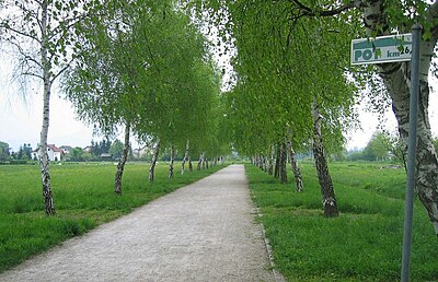 An avenue of birches along the trail in the Rudnik District