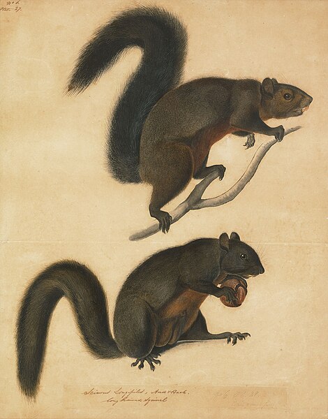 File:Long Haired Squirrel by John James Audubon.jpg