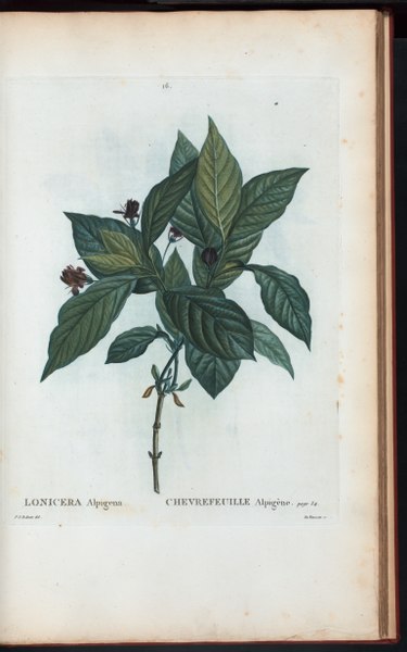 File:Lonicera Alpigena - Chevrefeuille Alpigène (NYPL b14485031-1108745).tiff