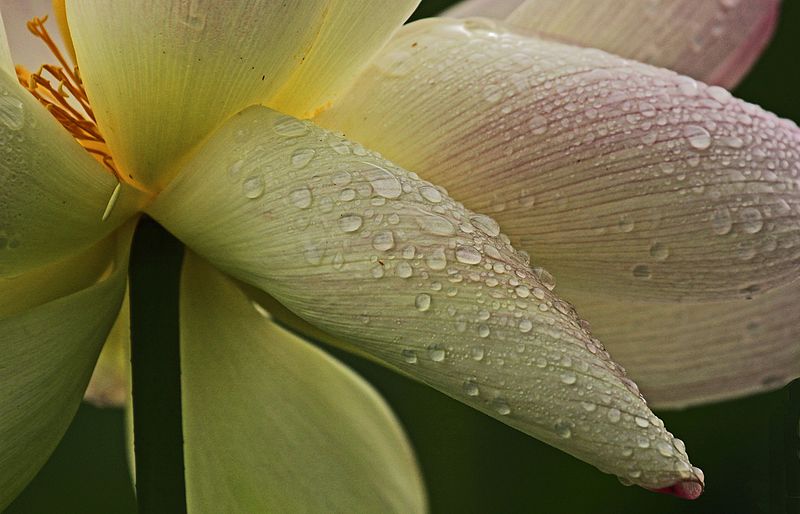 File:Lotus - Nelumbo nucifera, Kenilworth Aquatic Gardens, Washington, D.C. - 7624772622.jpg