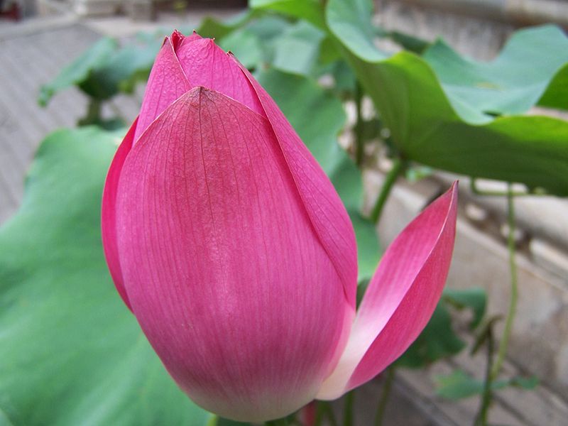 File:Lotus flower red.jpg