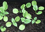 Miniatuur voor Bestand:Lunaria annua seedlings 3 (cropped).jpg