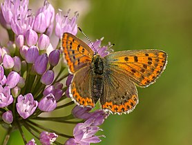 female