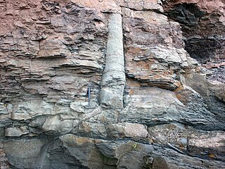 Lycopsida fossilisé (probablement Sigillaria, avec collet et racines stigmariennes, trouvé dans la Formation de Joggins (Pennsylvanie), Bassin de Cumberland, Nouvelle-Écosse.