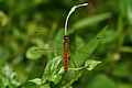 * Nomination Lyriothemis acigastra male --Jkadavoor 04:14, 10 August 2016 (UTC) * Promotion Stunning photograph. Very good quality. --Johann Jaritz 04:30, 10 August 2016 (UTC)