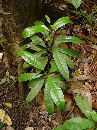 <i>Maclurodendron</i> Genus of trees