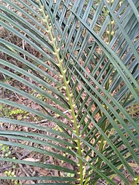 Leaves of male plant