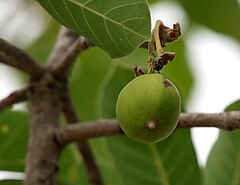 Fruit in Narsapur, Medak district, India