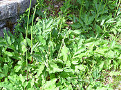 Magydaris panacifolia Hojas 2012-5-31 SierraMadrona.jpg