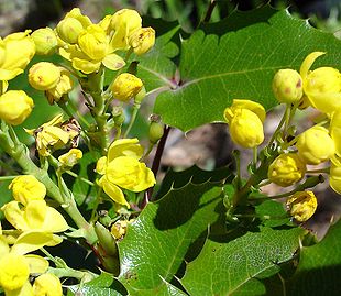 Almindelig Mahonie (Mahonia aquifolium).