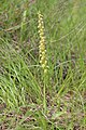 Man orchid - Aceras anthropophorum - panoramio (3).jpg