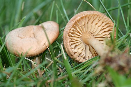 Tập_tin:Marasmius_oreades_garden_050829B.JPG