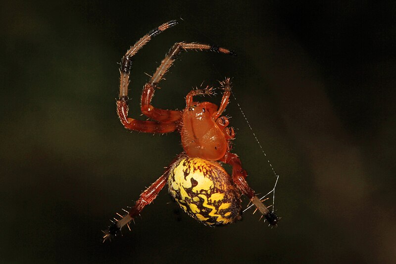 File:Marbled Orbweaver - Araneus marmoreus, Jones Preserve, Washington, Virginia.jpg