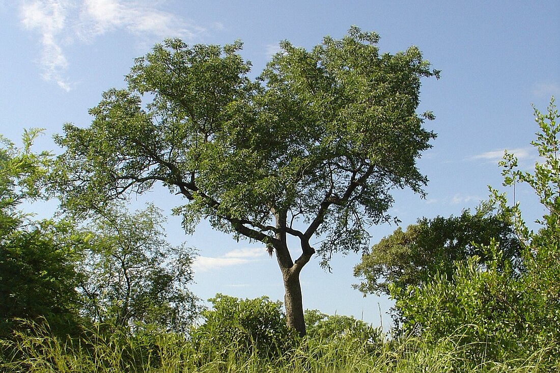 Marula