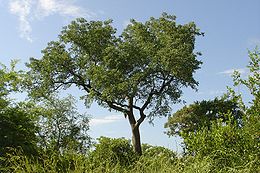 Afrikinis kietris (Sclerocarya birrea)