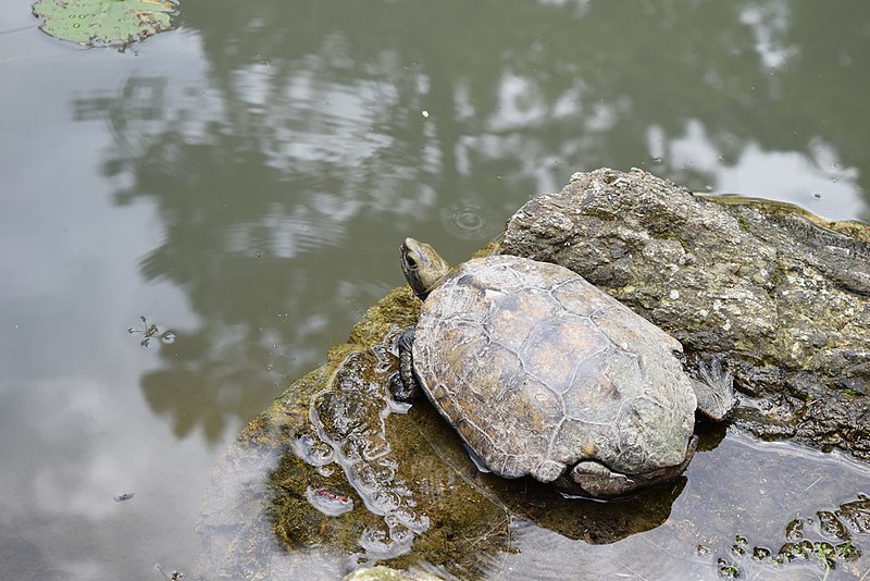 File:Mauremys japonica in kōchi prefecture 02.jpg