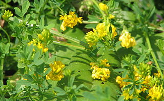 <i>Medicago falcata</i> Species of legume