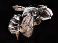 Miniatura para Megachile campanulae